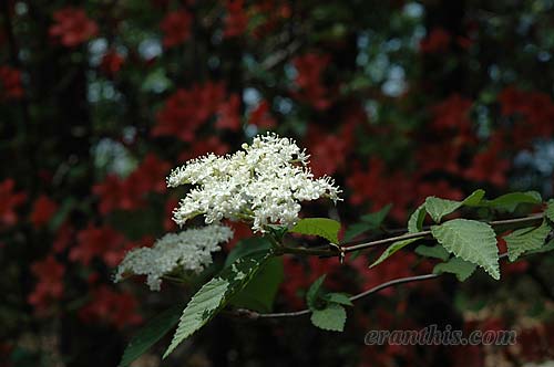 コバノガマズミ