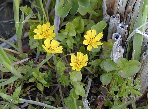 コオニタビラコ