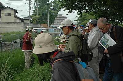 アブラムシの説明