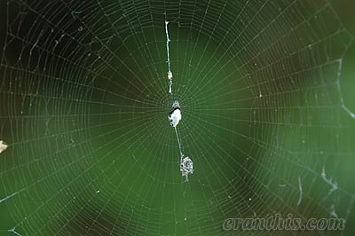 ギンメッキゴミグモ