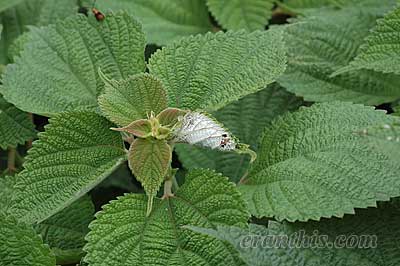 カラムシについたアカタテハの幼虫