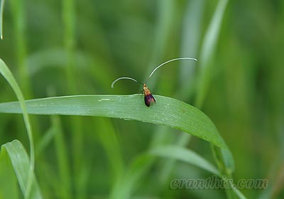 クロハネシロヒゲナガ
