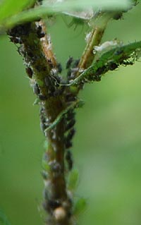 マメアブラムシ