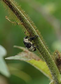 オジロアシナガゾウムシ