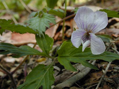 �G�C�U���X�~��