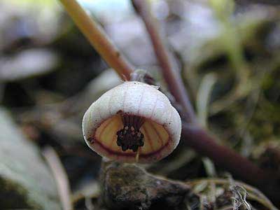 �t�^�o�A�I�C�@��