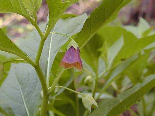 �n�V���h�R��