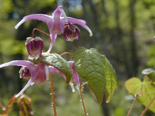 �C�J���\�E