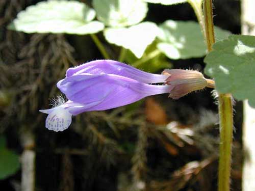 ���V���E�����J�Y��