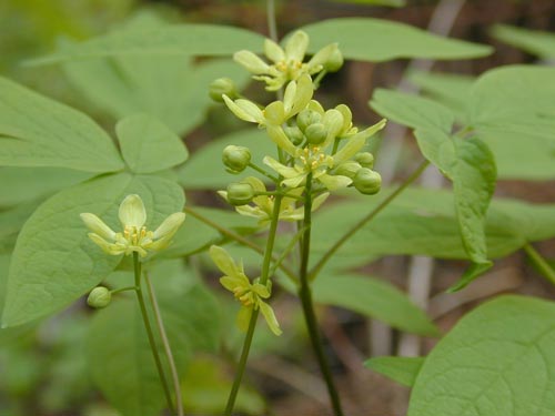 ���C���E�{�^��