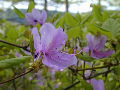 �g�E�S�N�~�c�o�c�c�W�O�Q