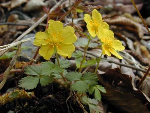 �c���L���o�C