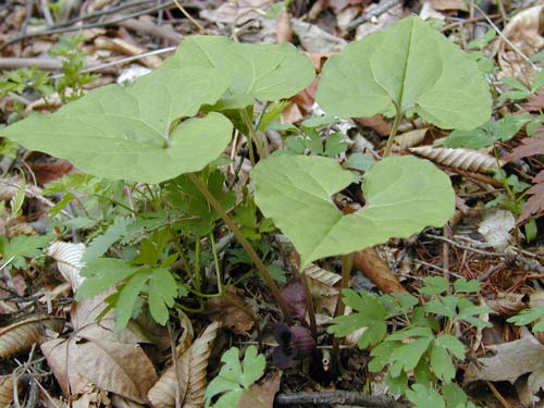 �E�X�o�T�C�V��