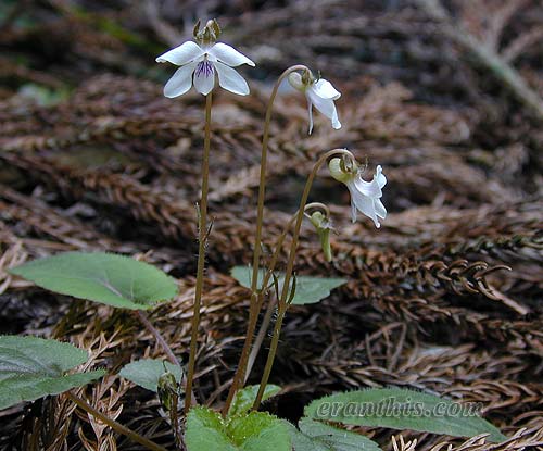 コミヤマスミレ