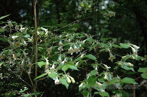 ツクバネウツギ