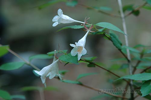 ツクバネウツギ、アップ