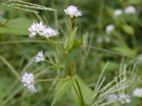アキノウナギツカミ