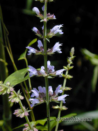 アキノタムラソウ