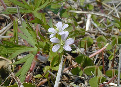 アメリカフウロ
