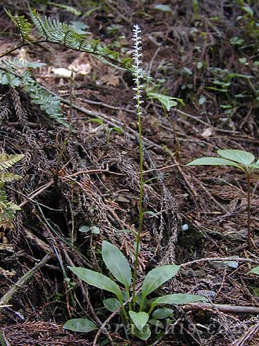 アズマシライトソウ