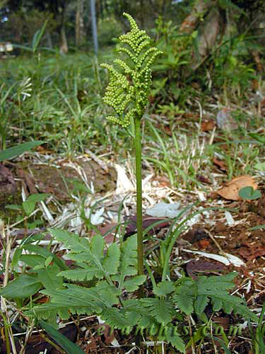 フユノハナワラビ