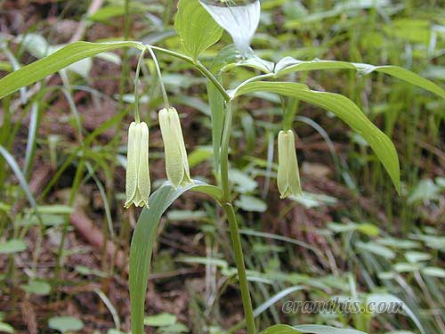 ホウチャクソウ
