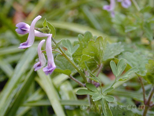 ジロボウエンゴサク