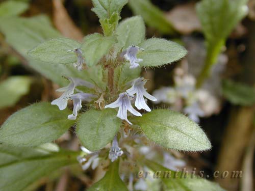 ジュウニヒトエ