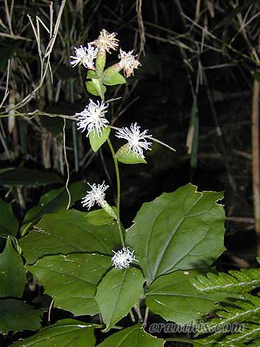 カシワバハグマ