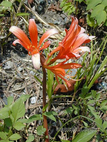 キツネノカミソリ