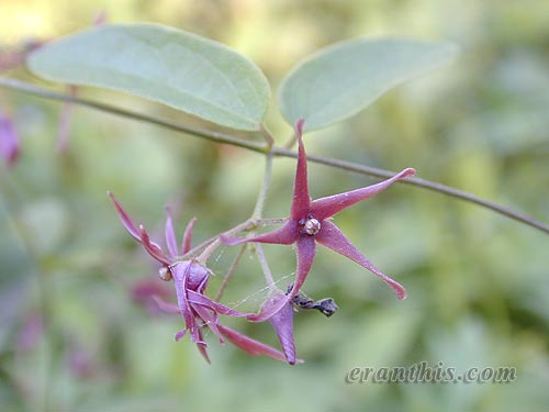 コバノカモメヅル