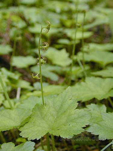 コチャルメルソウ