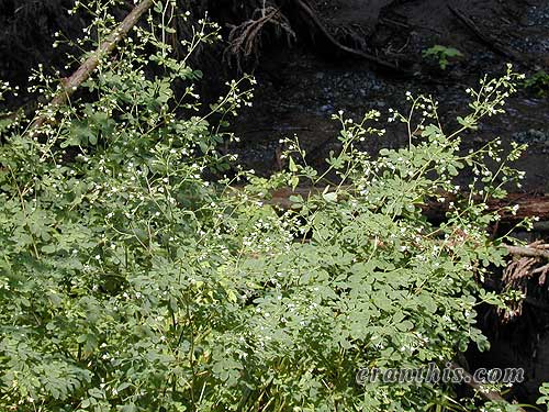 マツカゼソウ全体