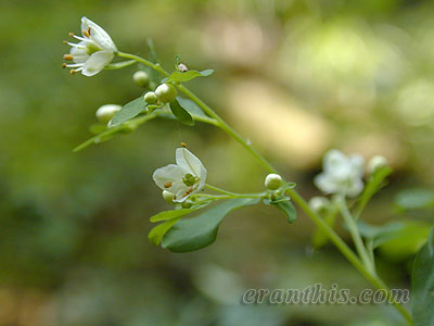 マツカゼソウアップ写真