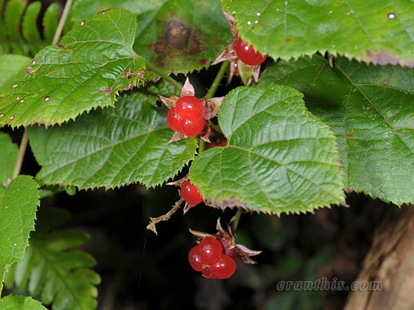 ミヤマフユイチゴ