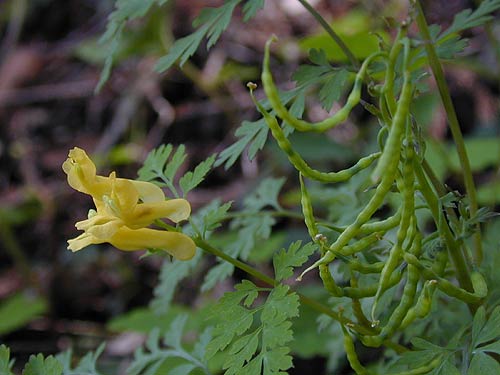 ミヤマキケマン、アップ