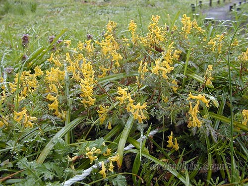 ミヤマキケマン全体