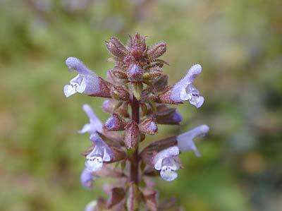 ミゾコウジュ、アップ