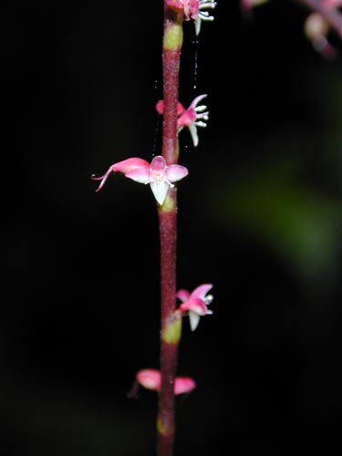 ミズヒキ、アップ