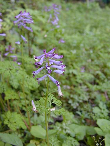 ムラサキケマン