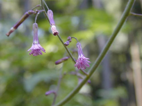 ムラサキニガナ