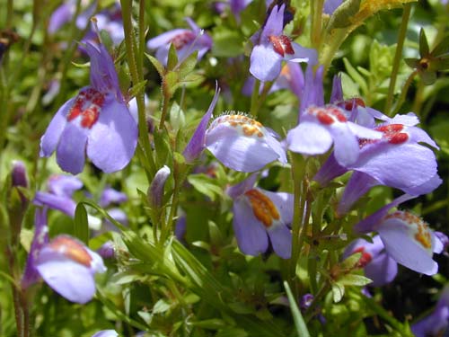 ムラサキサギゴケ