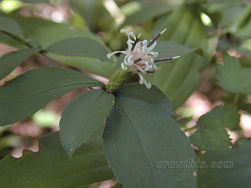 ナガバノコウヤボウキ