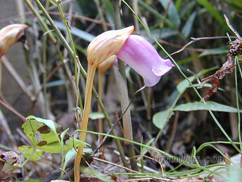 ナンバンギセル