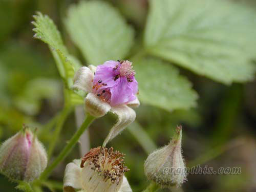 ナワシロイチゴ