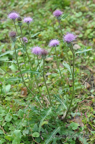 ノハラアザミ全体