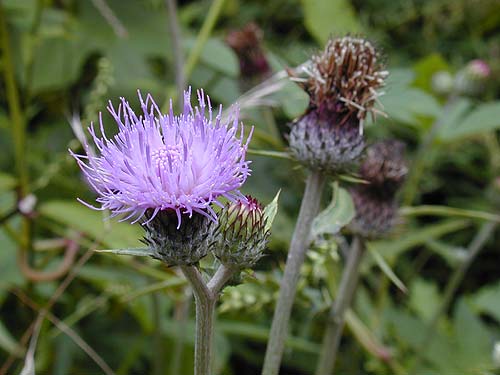 ノハラアザミ花アップ