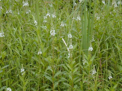 ヌマトラノオ群落