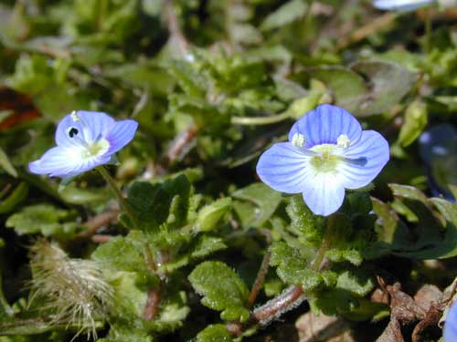 オオイヌノフグリ