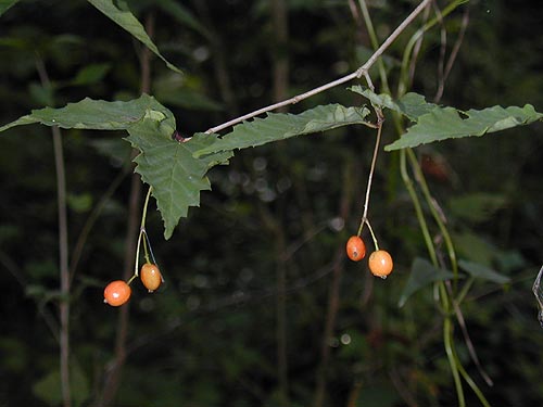 オトコヨウゾメ